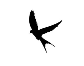 silhouette swallow