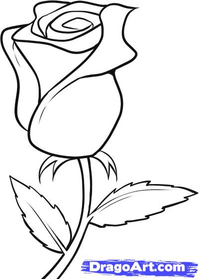 How to Draw a White Rose, Step by Step, Flowers, Pop Culture, FREE ...