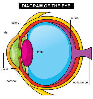 The Human Eye Diagram For Kids - AoF.com