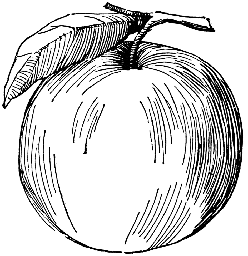 Apple Line Drawing Clipart - Free to use Clip Art Resource