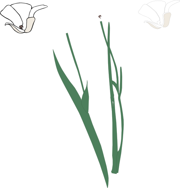 Flower Stem Template