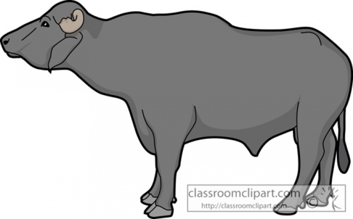 cow buffalo clipart - photo #7