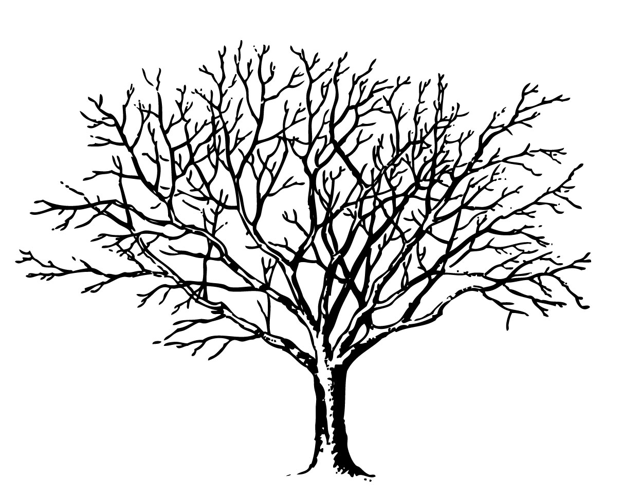 clip art bare tree branches - photo #42