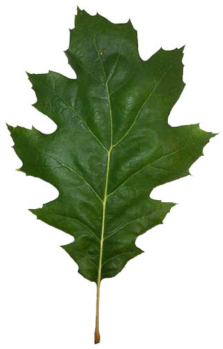 clip art oak leaf - photo #29