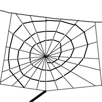Construction of a spider orb web