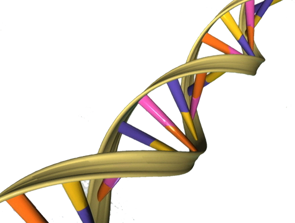 File:DNA Double Helix.png