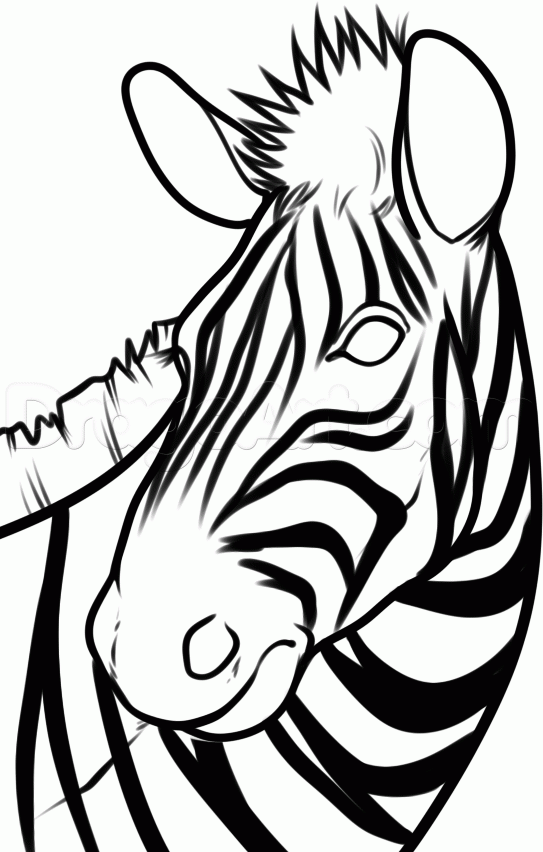 How to Draw a Zebra Head, Step by Step, Great Plain animals ...
