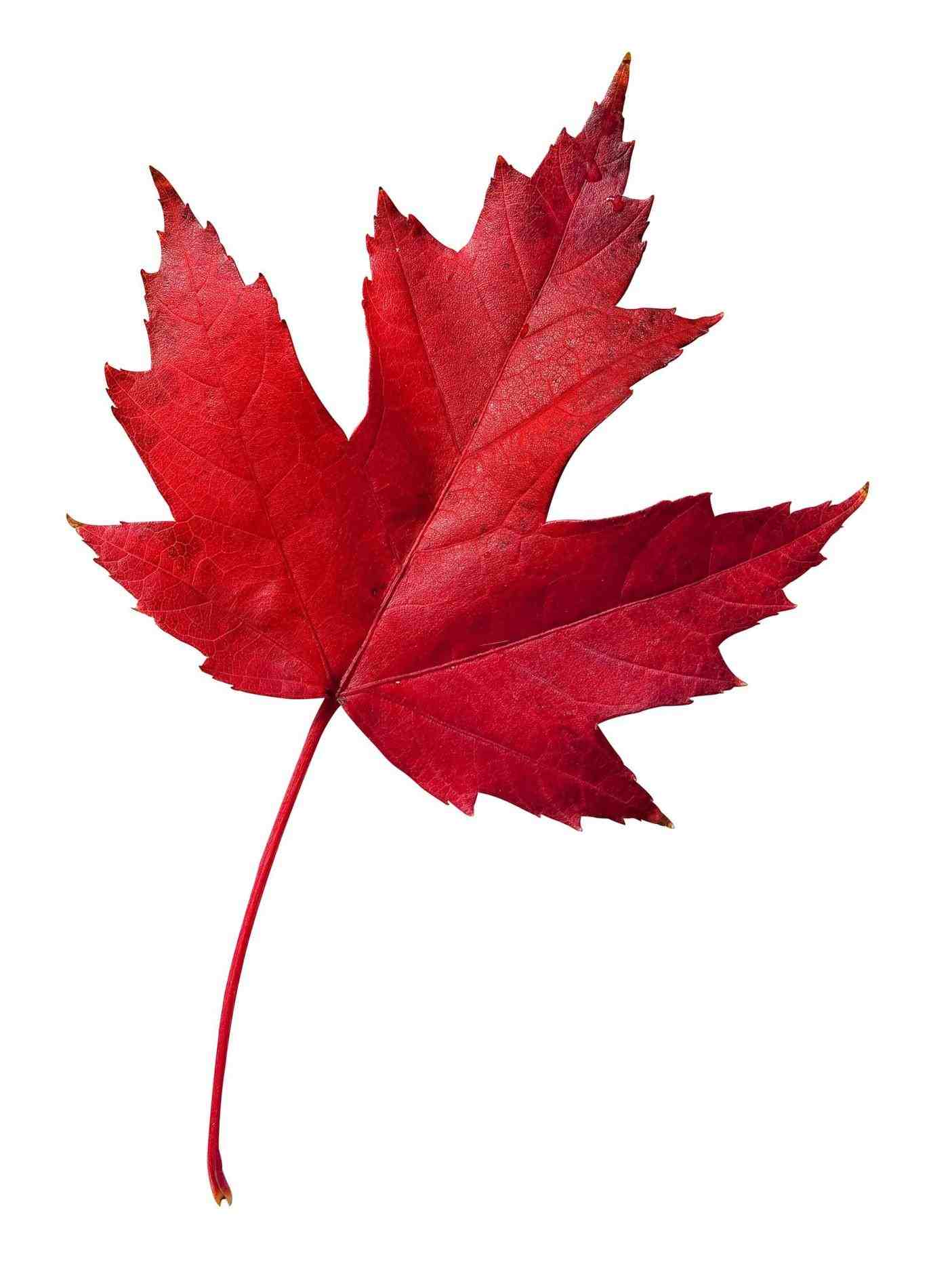 red maple leaf identification › ClipArt