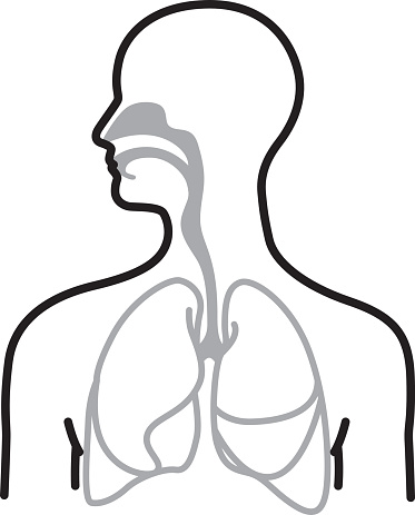Respiratory System Clip Art, Vector Images & Illustrations