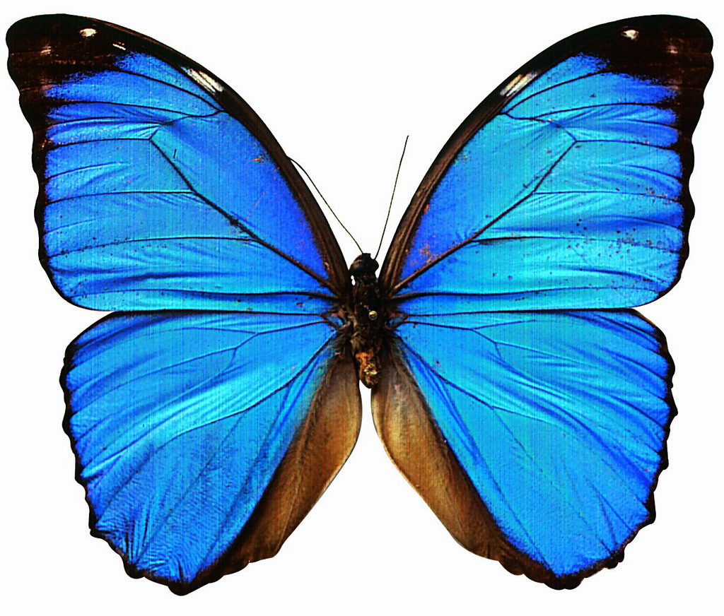Life Altering Principle – Butterfly Effect – Part 2 » SRGM ...