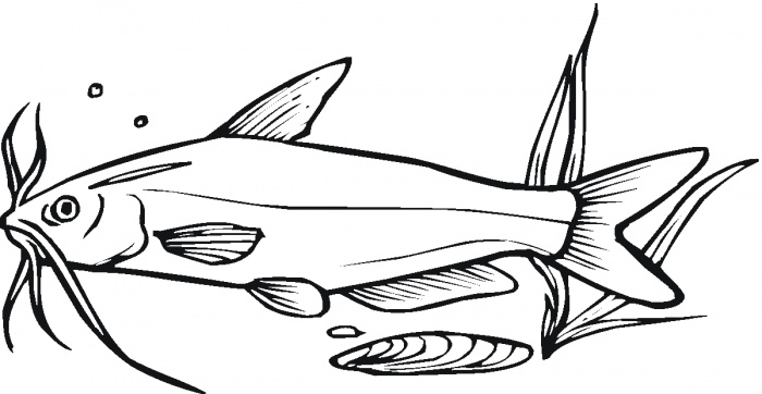 Drawings Of Catfish - ClipArt Best