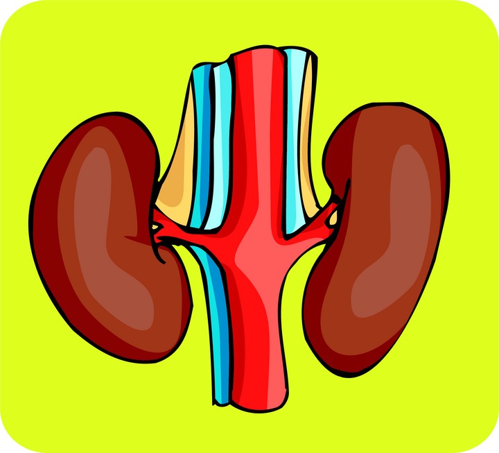 kidneys.jpg?w=300&h=272