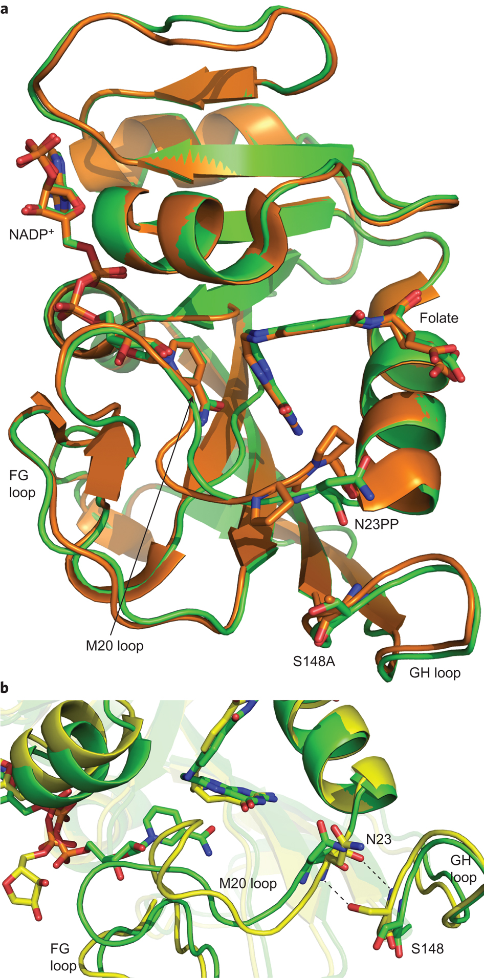Crystal structures of wild-type EcDHFR and EcDHFR-N23PP/S148A ...