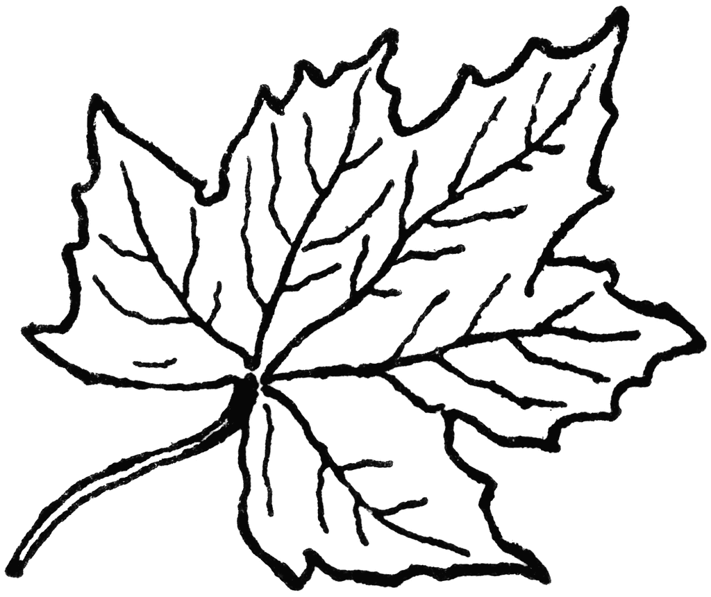 Fall leaf clipart outline