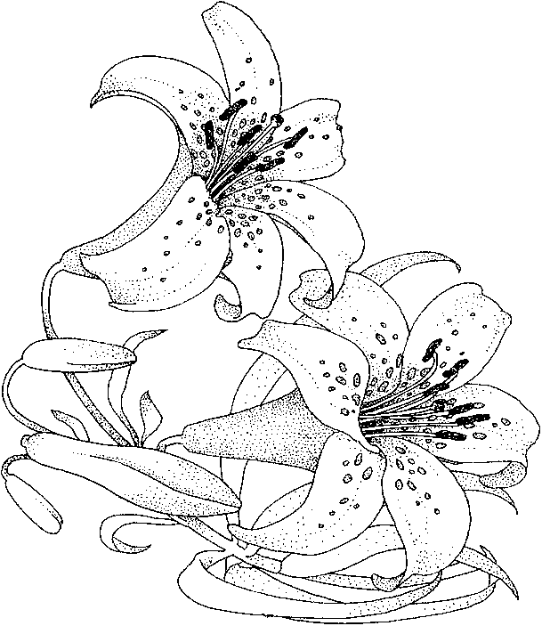 draw flower