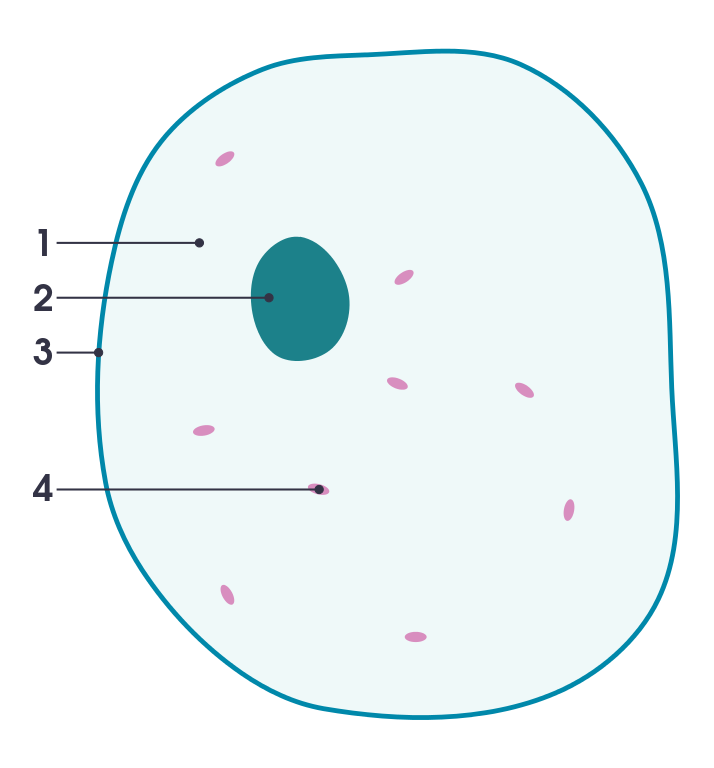 File:Simple diagram of animal cell (numbers).svg