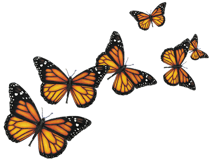 Flying Butterflies Png - ClipArt Best