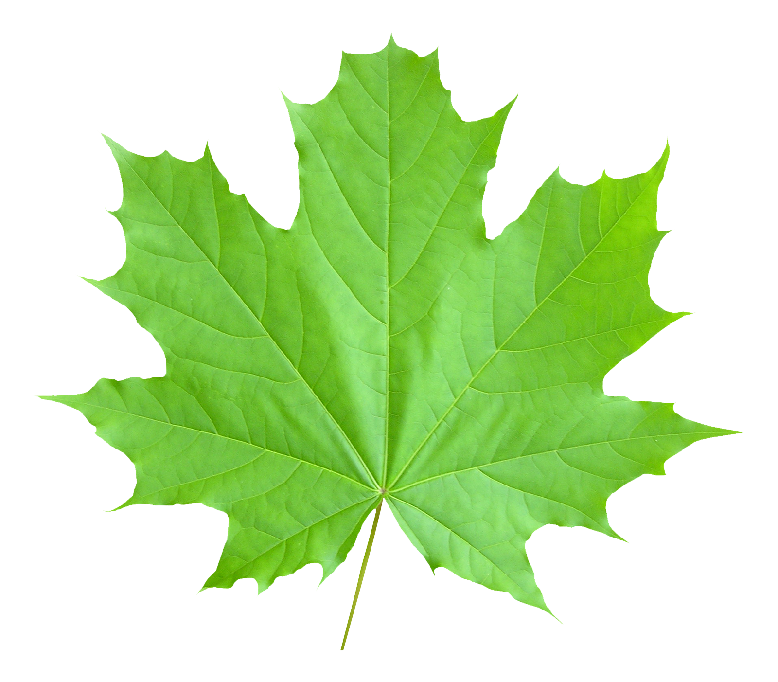 Maple Leaf PNG Transparent Image - PngPix