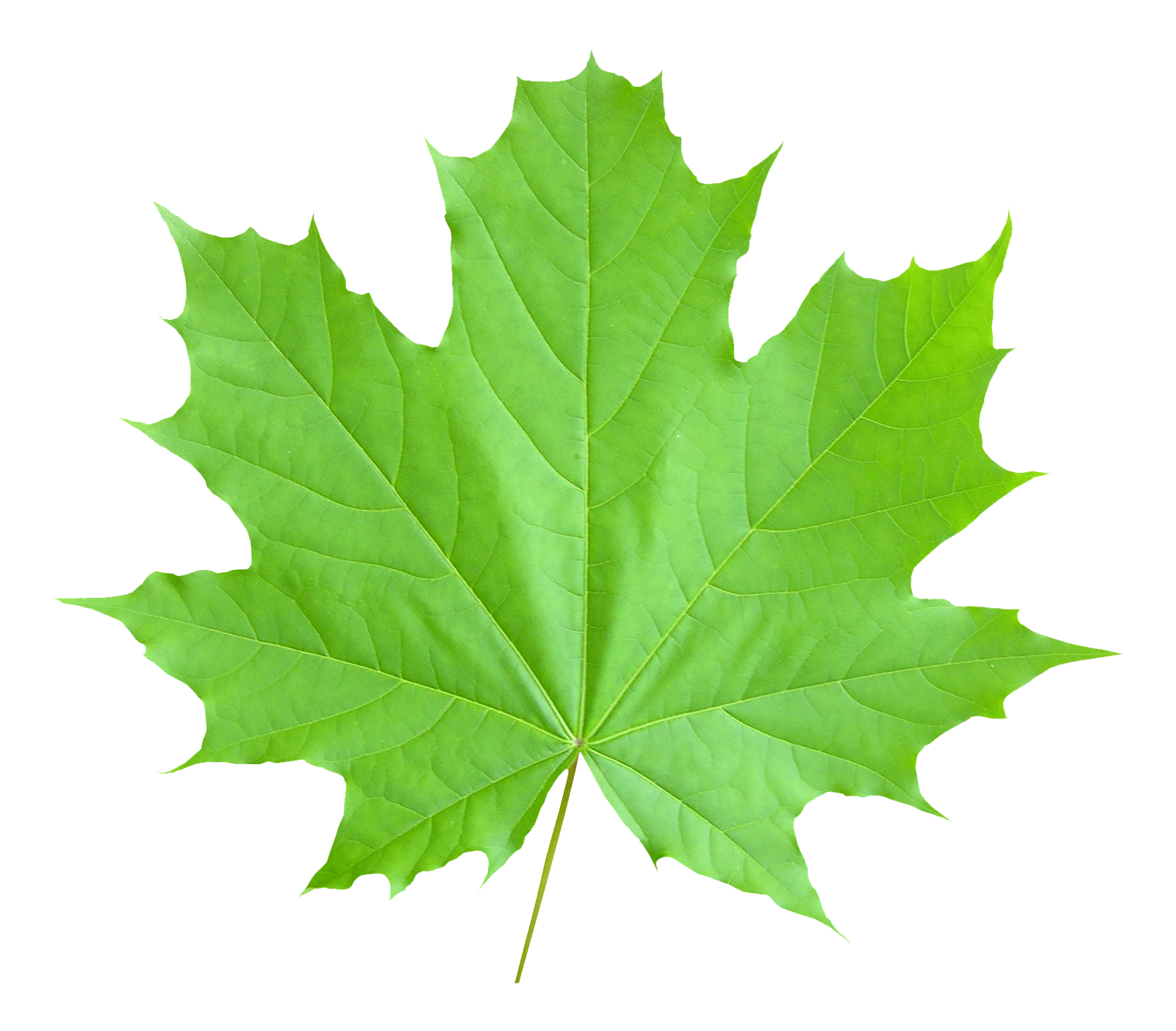 leaf clipart transparent - photo #36