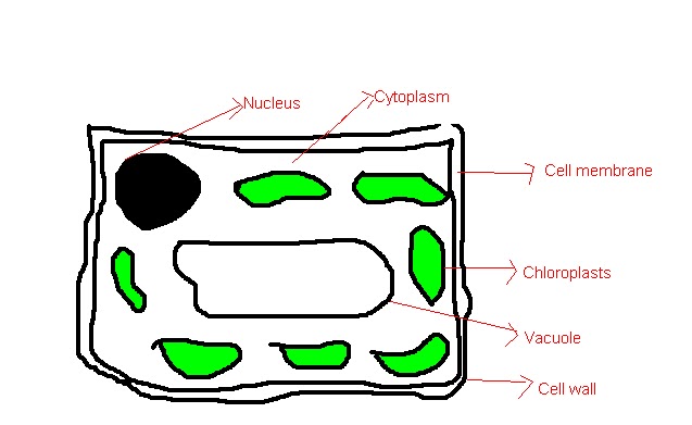 504 views Your Science Questions: Simple Plant cell