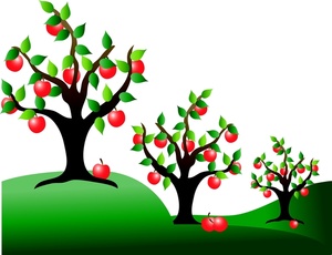 an_orchard_of_apple_trees_0515 ...