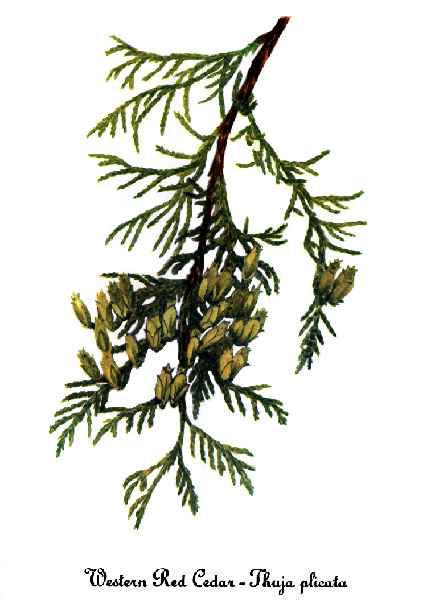 Watercolor Painting Of Eastern Red Cedar Watercolor Painting Of Eastern Red Cedar