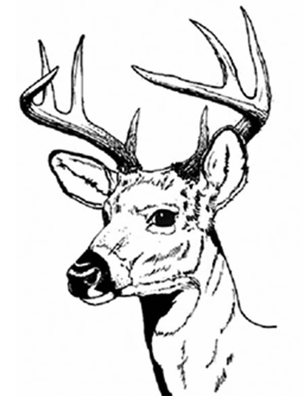 Buck Coloring Sheet Coloring Pages