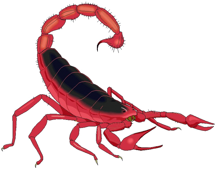 Scorpion clip art download