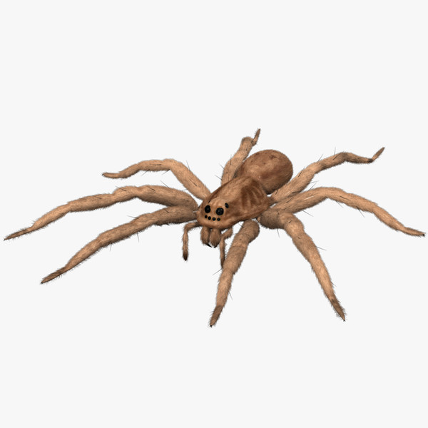 Animated Spider Pictures - ClipArt Best