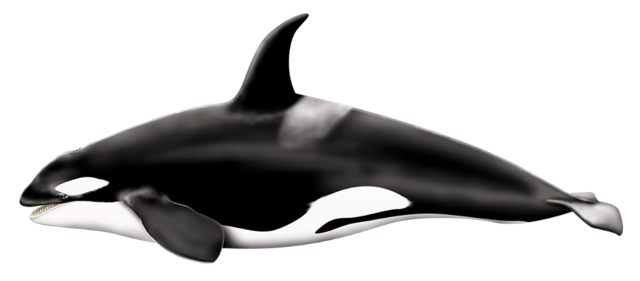 orcinus_orca_png_by_lg_design- ...