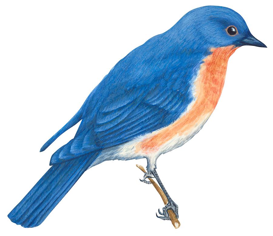 Eastern Bluebird Drawing by Anonymous - Eastern Bluebird Fine Art ...