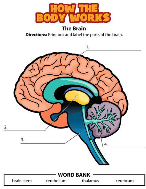 Human Brain Diagram For Kids - ClipArt Best