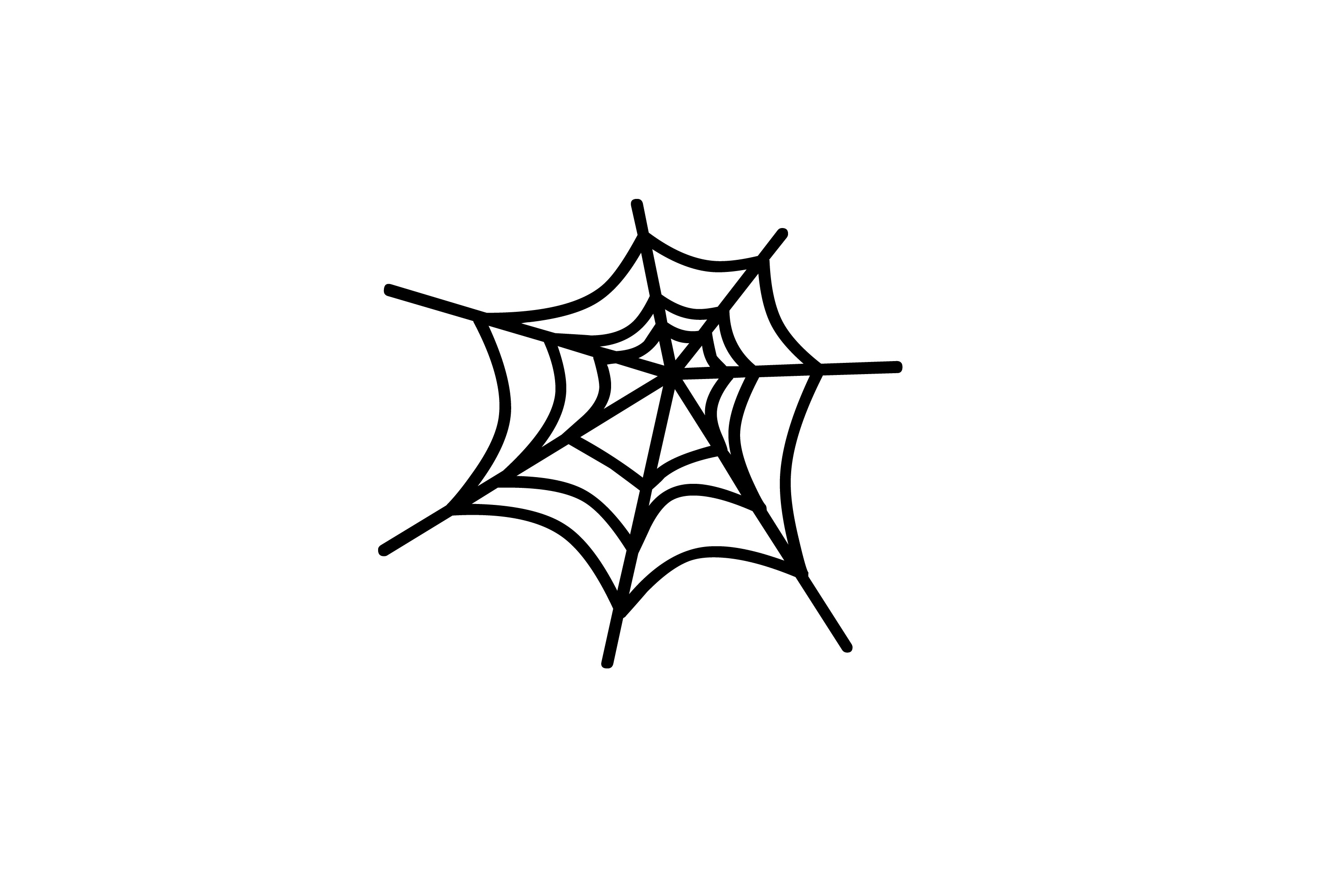 spiderweb.