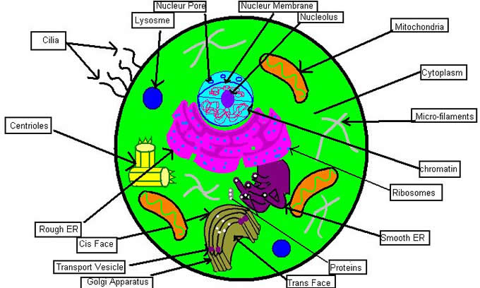 Labeled Animal Cell - ClipArt Best