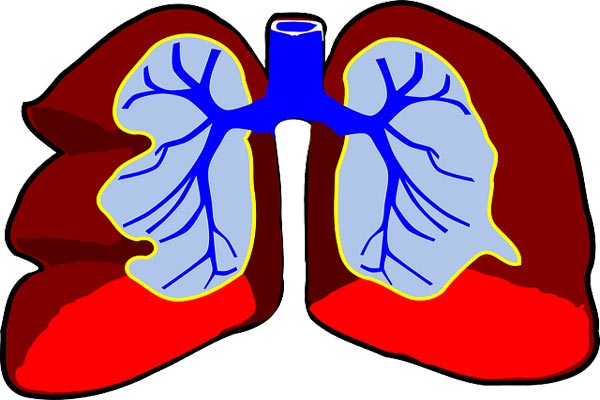 Most Interesting Facts About The Respiratory System