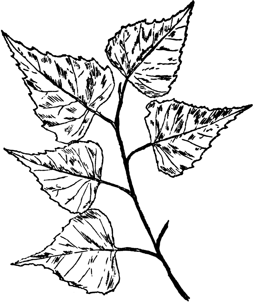 Birch tree clipart with leaves