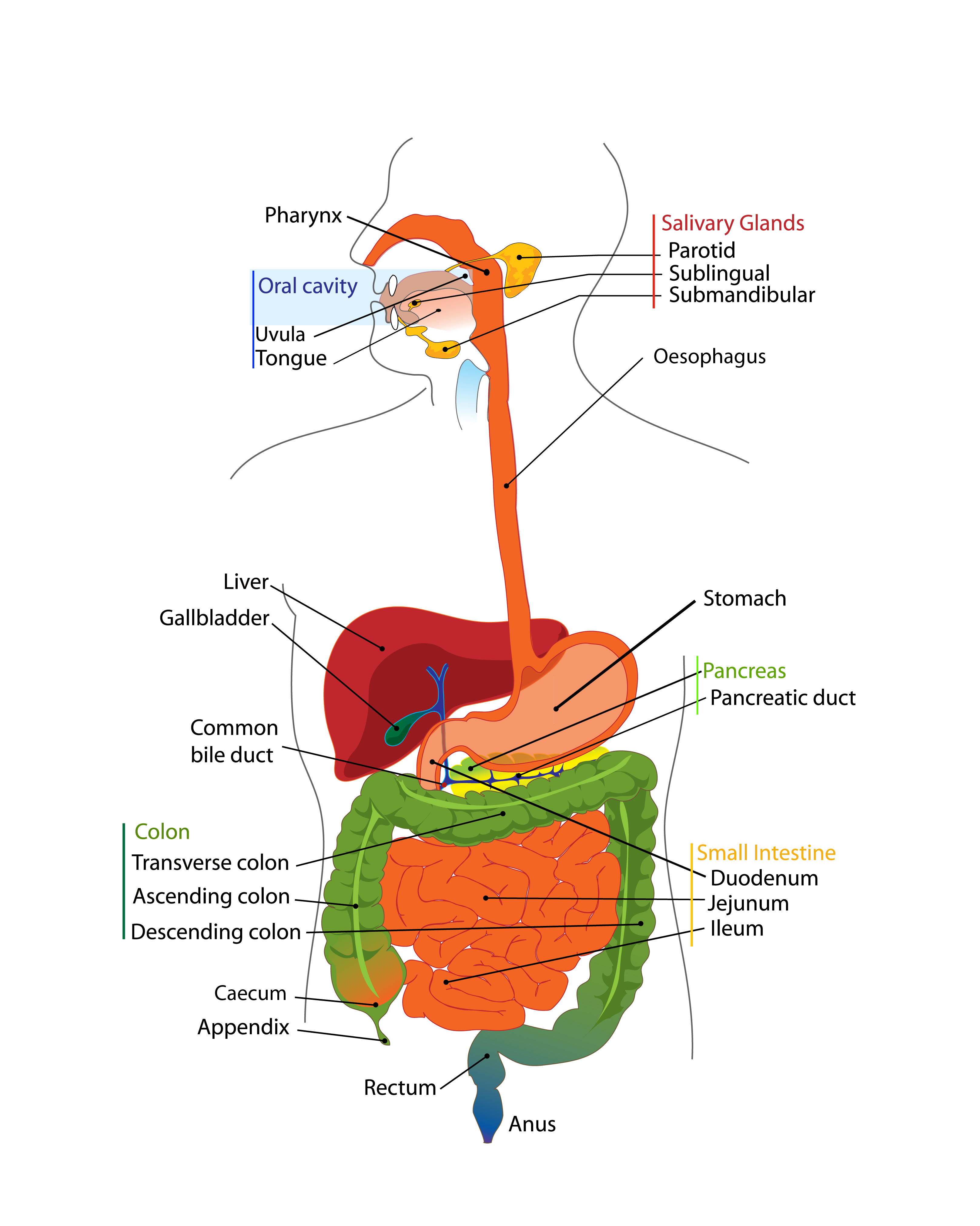 The human digestive tract | Bugs In Your Guts
