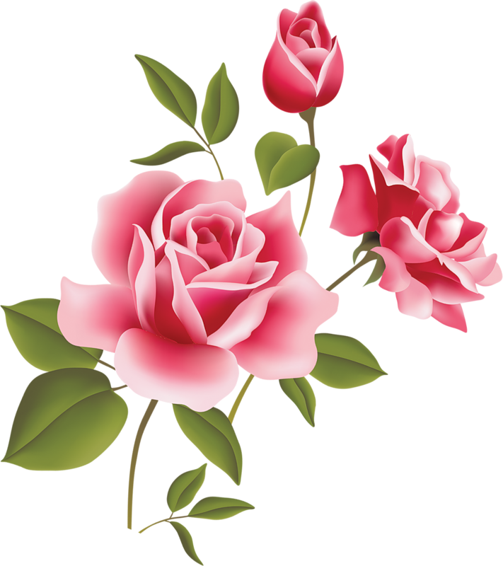Pink roses clipart