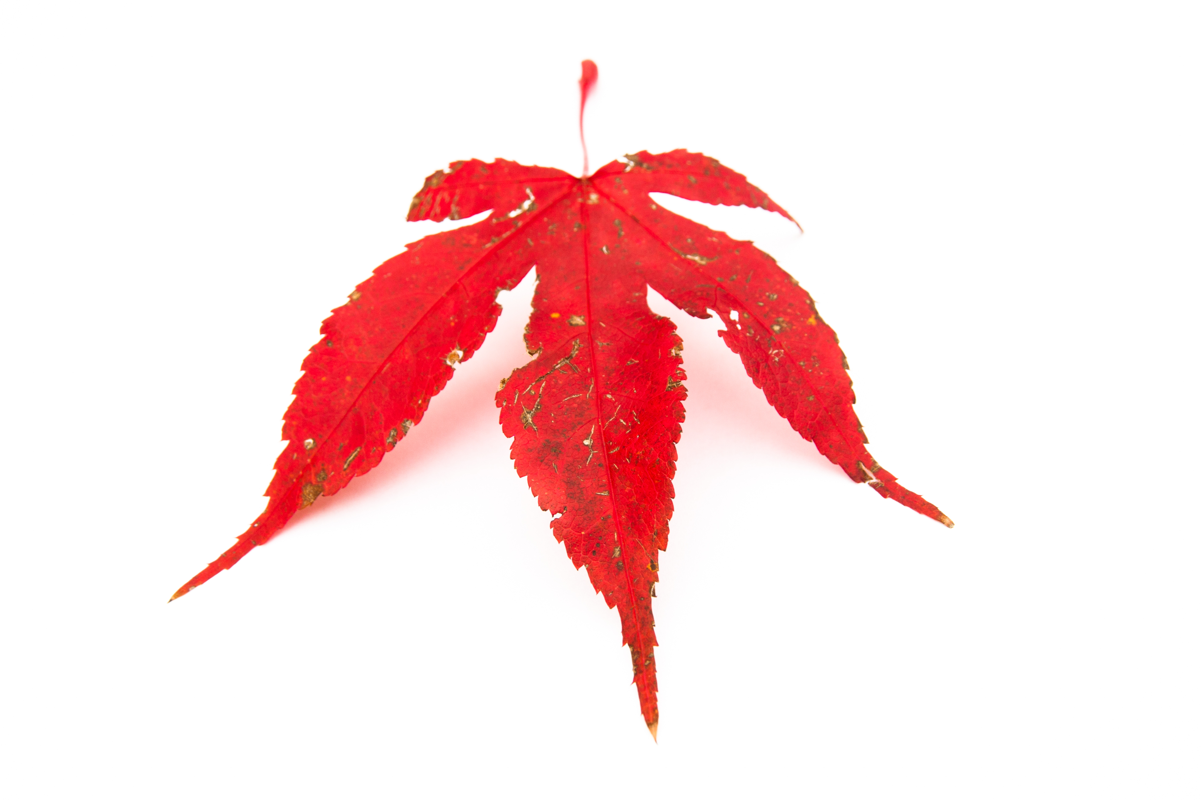Autumn leaf | Flickr - Photo Sharing!