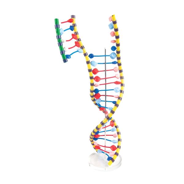 DNA Double Helix - Biology Supplies - Biology Teaching Supplies ...