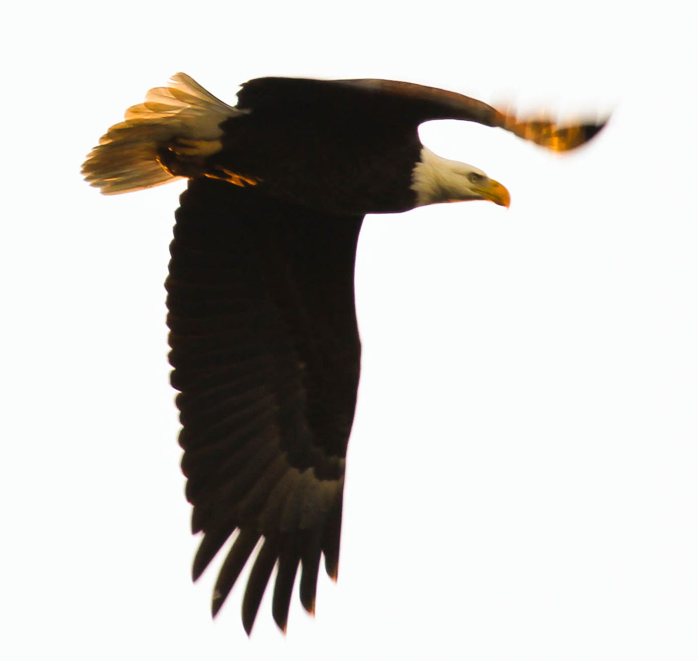 clip art eagle wings - photo #27