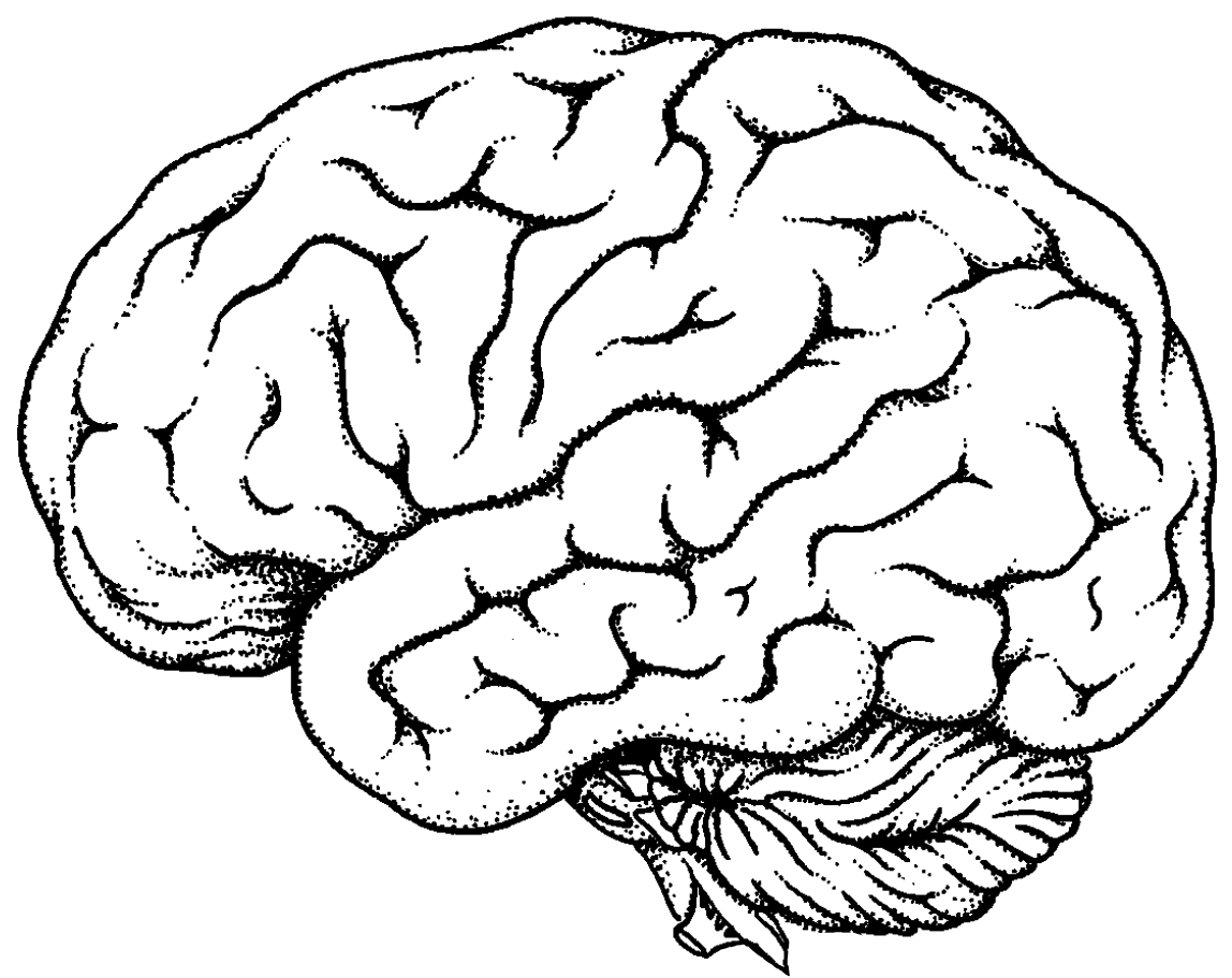 Brain Line Drawing