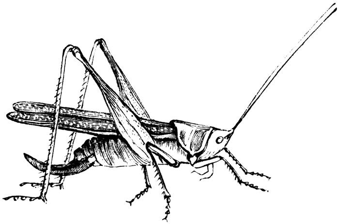 Grasshopper Clipart Black And White - Free Clipart ...