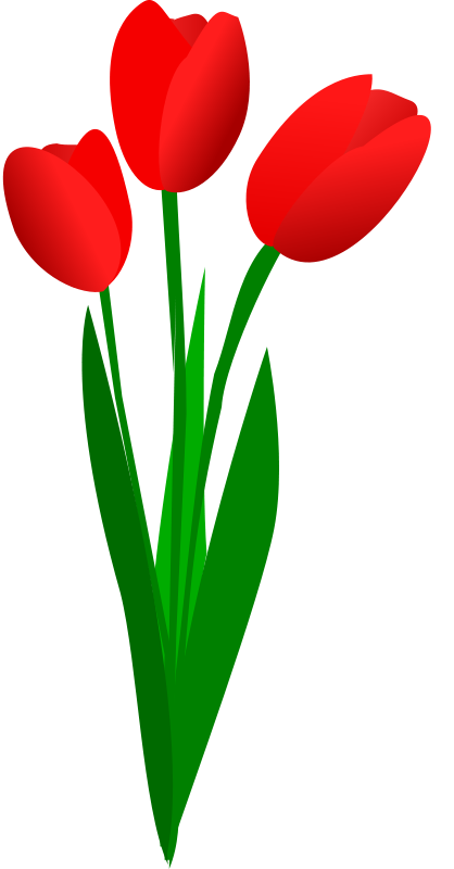 Red tulip clipart