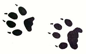 Paw Prints Wallpapers and Pictures | 6 Items | Page 1 of 1