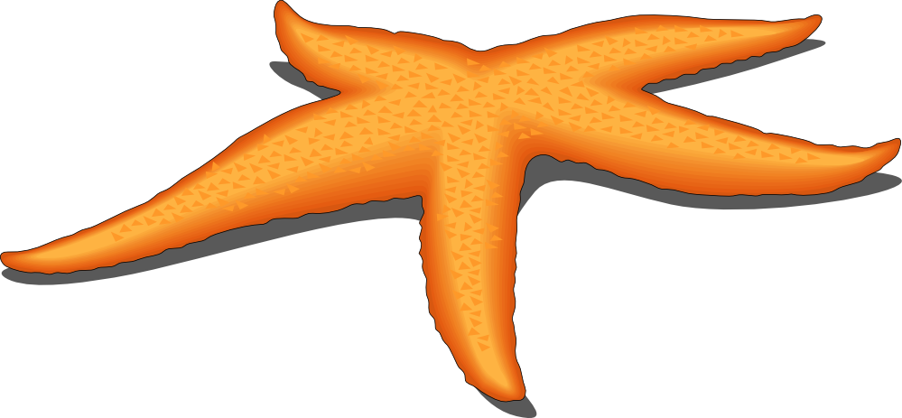 Starfish clipart black and white free clipart images 3 ...