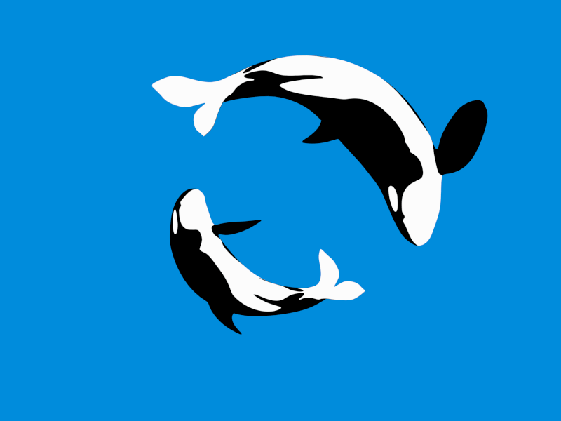 Killer Whale GIFs - Find & Share on GIPHY