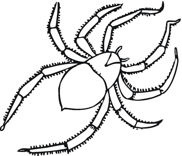Easy Animals Coloring Pages > Spider Coloring Pages > Spider Color ...