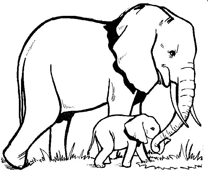 baby-elephant-outline-clipart-best