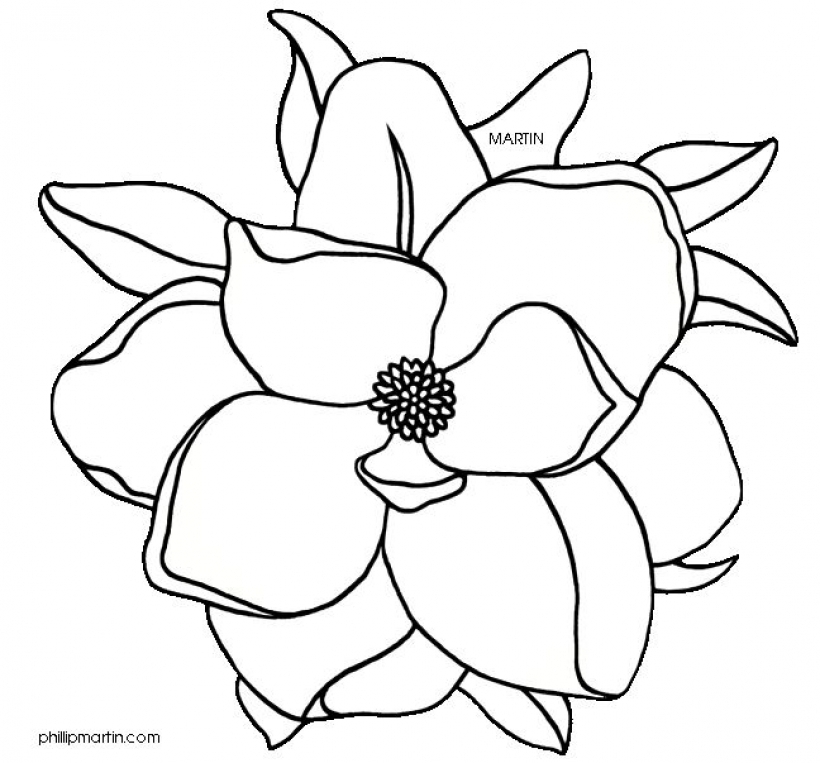 magnolia flower clip art art reference magnolia pinterest